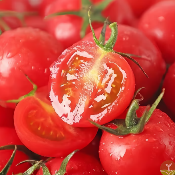 بذور طماطم الشلال الطبيعية ✅