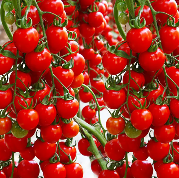 بذور طماطم الشلال الطبيعية ✅