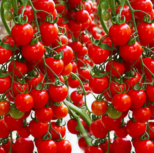 بذور طماطم الشلال الطبيعية ✅