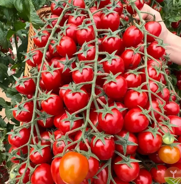 بذور طماطم الشلال الطبيعية ✅