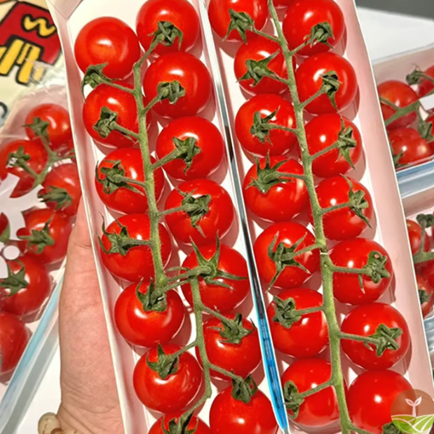 بذور طماطم الشلال الطبيعية ✅